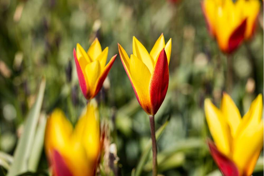 Botanisk Tulpan 'Tubergen´s Gem'